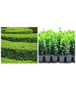 Winter Green Korean Boxwood - 3 Live Plants - Buxus Microphylla - Fast G... - £48.93 GBP