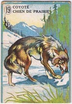 Cowan Co Toronto Animal Card # 19 Coyote Coupon Removed - £2.32 GBP