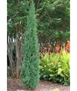 50 Pencil Point Juniper Seeds - $205.29 MXN