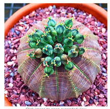 Euphorbia Obesa Flower 100 Pcs Bag Real Mini Euphorbia Obesa Flores Plant - £4.73 GBP