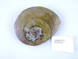 4 inch Ammonite Moroccan Fossil Manticoceras Goniatite Devonian fossils - $8.37