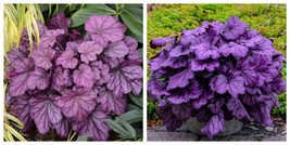 HEUCHERA WILD ROSE Coral Bells Plant - $44.99