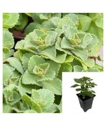 Coleus Caninus 4Inches Plant Scaredy Cat Scat Plectranthus succulent Liv... - £14.99 GBP