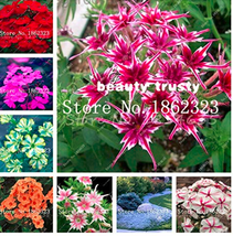 Goodidea 200 pcs Mixed Color Phlox Bonsai Phlox Drummondii Cuspidata Flower Plan - £4.92 GBP