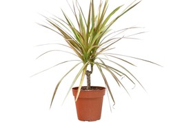 Dracaena Marginata Red Margined Plant 4-Inch Pot Live Houseplant Decorative - $528.89 MXN