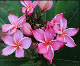 5 Orange Pink Plumeria Seeds Plants Flower Flowers Perennial Seed - £13.57 GBP