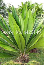 Hot Sale 10  pcs/Bag Palm Bonsai DIY Plant for Home Garden Decoration Bonsai Pla - £4.46 GBP