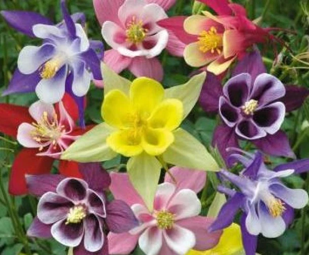 COLUMBINE MCKANA MIX 50 FRESH SEEDS  - $6.31