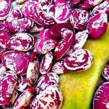 Christmas Pole Lima Bean Seeds Red Speck Limas Beans Large Chestnut Calico Cranb - $15.60