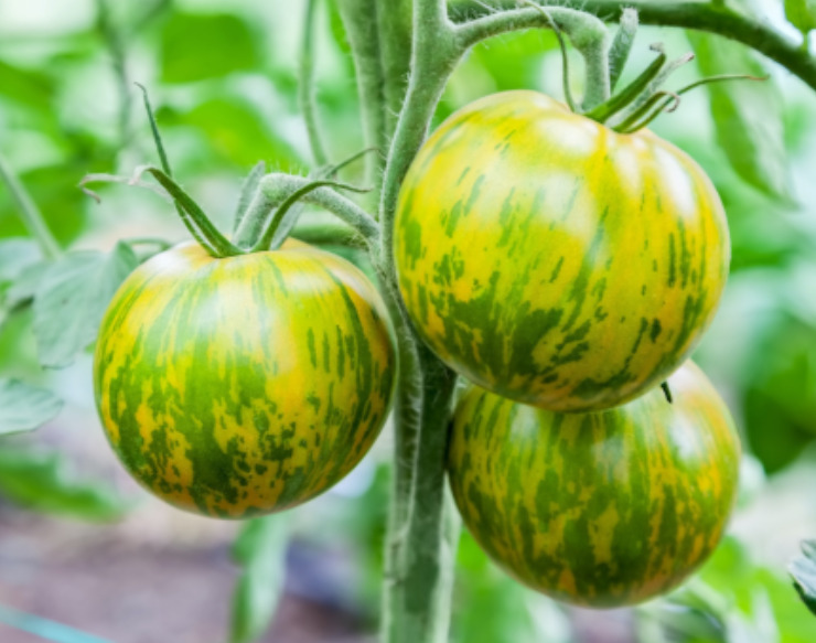 GIB Tomato Green Striped Heirloom Specialty Seeds  - $2.00