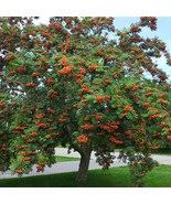 American Mountain Ash Tree 24-36 Inch Tall Live Bareroot Plant Sorbus Am... - $98.90