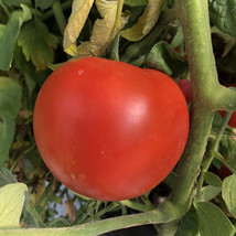 HS 50+ Seeds ParkS Whopper Tomato Hybrid Vegetable Garden Planting Tomatoe Usa - £4.32 GBP