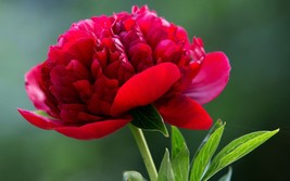 20 Red Chinese Peony, Peony Flower Seeds - $30.00