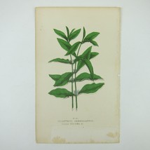 Botanical Art Print Feverwort Wild Coffee No. 63 Green Leaves Wall Decor Antique - £16.07 GBP