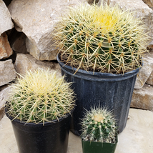 3.5&quot; Echinocactus grusonii Specimen cactus Cacti Succulent - £33.75 GBP