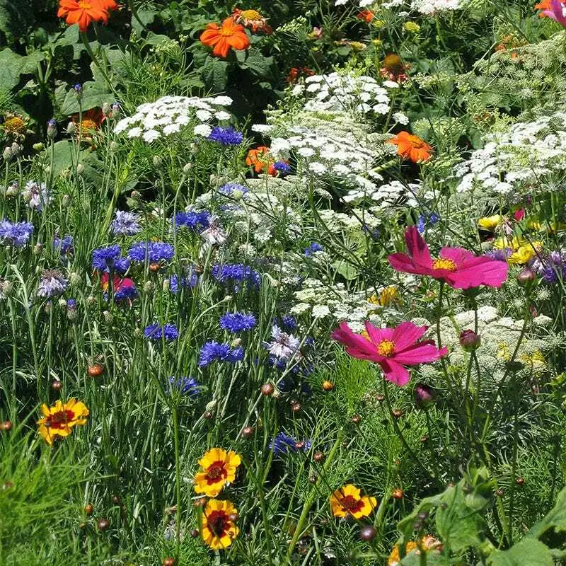 MBK 1000 Seeds Wildflower Mix Drought 25 Species Dry Flowers Non-Gmo Packs Sale - $9.52