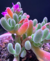 50 Lithops Seeds – Living Stone Succulent – Rare Colorful Varieties - $3.75