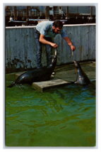 Harbor Seals New England Aquarium Boston MA Massachusetts UNP Chrome Postcard R2 - £3.09 GBP
