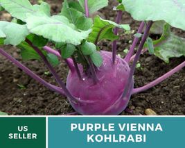 100 Kohlrabi Purple Vienna Seeds Brassica oleracea Vegetable Open Pollinated - £12.32 GBP