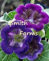 PPA 25+ Seeds Purple Bell Gloxinia Flowers Plant (Sinningia Speciosa) - £5.13 GBP