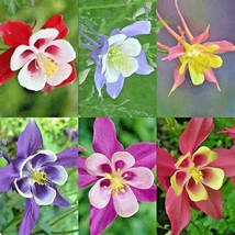 200 Seeds Columbine Mix Seeds Perennial Native Wildflower Shade Garden Container - £7.18 GBP