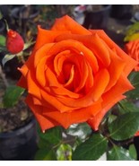 MARINA Everblooming Floribunda Salmon Orange Rose 1 Gal Bush Plants Plan... - $33.90