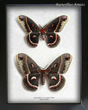 Real Robin Silk Moths Hyalophora Cecropia PAIR Framed Entomology Shadowbox  - £143.87 GBP