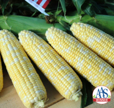 Bulk American Dream Hybrid Sweet Corn (bicolor sh2) Seeds - $26.91