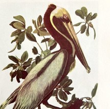 Brown Pelican Bird Lithograph 1950 Audubon Antique Art Print DWP6D - £22.39 GBP