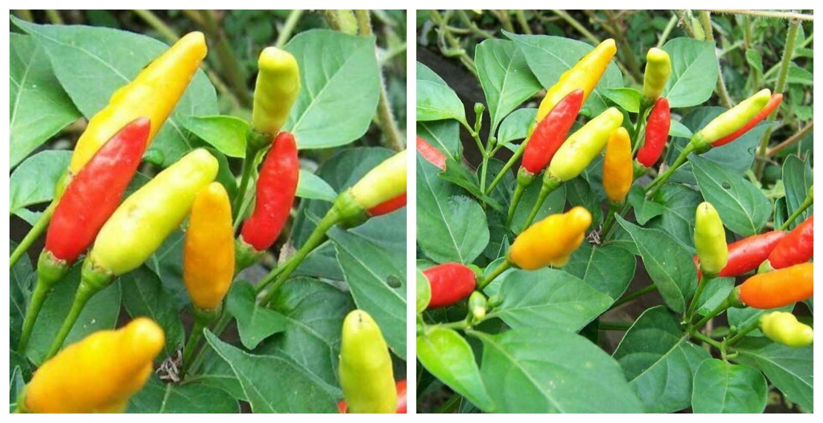 Tabasco Pepper Plant - 2.5" Pot - Make Your Own Hot Sauce - C2 - $35.27