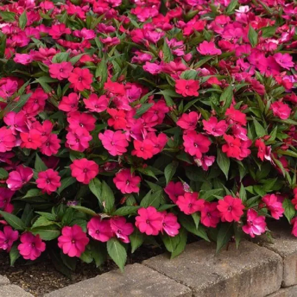 Impatiens Seeds Solarscape Magenta Bliss 15 Seeds New Variety Fresh Seeds - £36.36 GBP