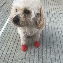 Dog Cat Red Silicone Protective Waterproof 4Pcs Raining Boot Shoes Size Large - £7.65 GBP
