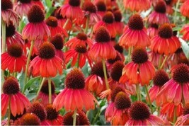 50 Seeds Coneflower Ruby Red Swift Bloom With Premium Heirloom Seeds - £6.61 GBP