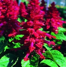TH 40 Seeds Sizzler Burgundy Salvia Flower Seeds Perennial Drought Tolerant Sage - £11.61 GBP