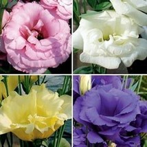 20 + Lisianthus Semillas De Flor Mezcla / Larga Duración Annual / Gran C... - £11.34 GBP