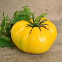 100 Seeds Dixie Golden Giant Tomato Yellow Big Fruits Beefsteak Lycopersicon Esc - £9.45 GBP