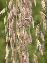 100 Mesquite Sideoats Grass Ornamental Bouteloua Curtipendula Seeds New ... - $285.31 MXN