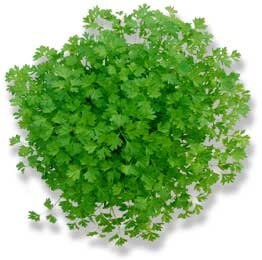Greek mironi chervil seeds, herb seeds, 50 seeds, code 092 Item image 5