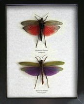 Titanacris Albipes &amp; Phymateus Saxosus Set Real Grasshoppers Framed Shad... - £131.41 GBP