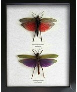 Titanacris Albipes &amp; Phymateus Saxosus Set Real Grasshoppers Framed Shad... - £135.00 GBP