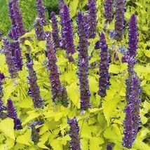 Agastache Foeniculum Golden Jubilee Golden Anise Hyssop Seeds Fresh Usa Seeds - $16.96