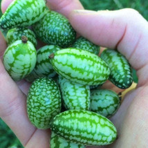 Mexican Sour Gherkin Cucumber Seeds Cucamelon Mouse Melon 25 Seeds Fresh Garden  - £7.00 GBP