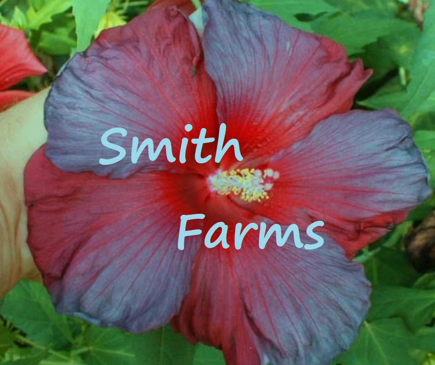 50+ Seeds Blue Red Hibiscus Flowers - $6.94