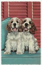 Vintage Postcard Cocker Spaniel Dogs Duo in Front of Red Shutters 1963 - £5.54 GBP