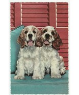 Vintage Postcard Cocker Spaniel Dogs Duo in Front of Red Shutters 1963 - £5.45 GBP