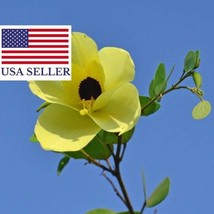 Best USA Seller Bauhinia Tomentosa St Thomas Bell Orchid Yellow Butterfly Tree 1 - £12.63 GBP