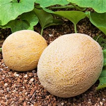 USA Seller Honey Rock Cantaloupe Seeds Cucumis Melo Orange Muskmelon Sweet Melon - £7.47 GBP