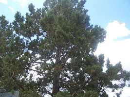 Organic Juniper Tree N-R Cuttings 6&quot;- 12&quot; Long With 1 lb. Fresh Juniper ... - $30.00