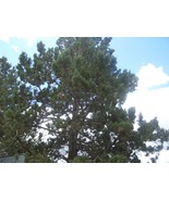 Organic Juniper Tree N-R Cuttings 6&quot;- 12&quot; Long With 1 lb. Fresh Juniper ... - £23.90 GBP