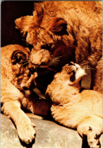 Asiatic Lion Family San Diego Zoo Vintage Postcard - £5.23 GBP